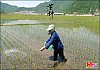 망종
