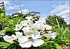 찔레꽃